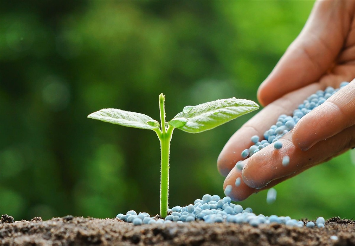 Fertilizantes lavoura de soja fosfato