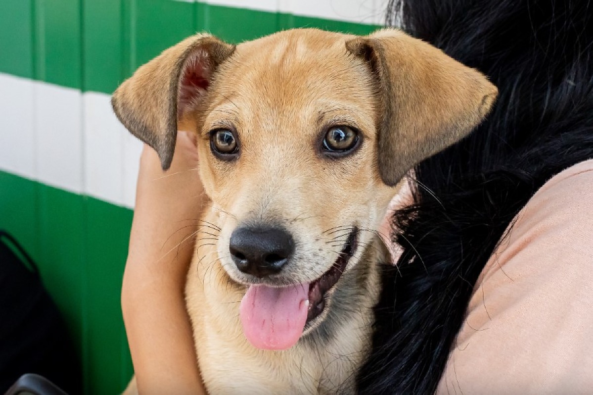 Adoção responsável cães e gatos - cachorro caramelo