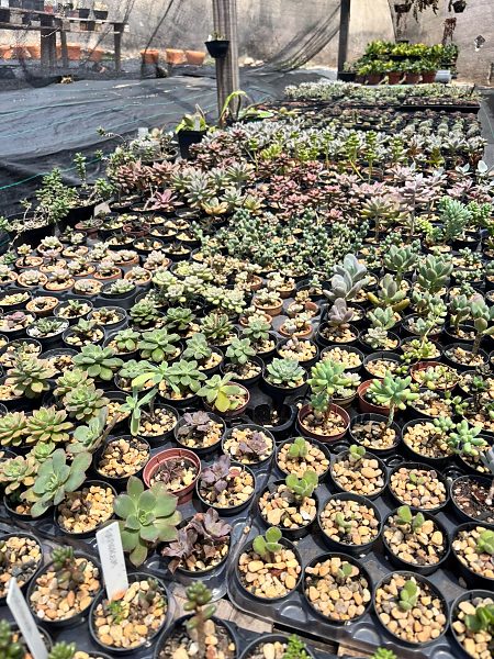 Cactos e suculentas novo viveiro em Cuiabá